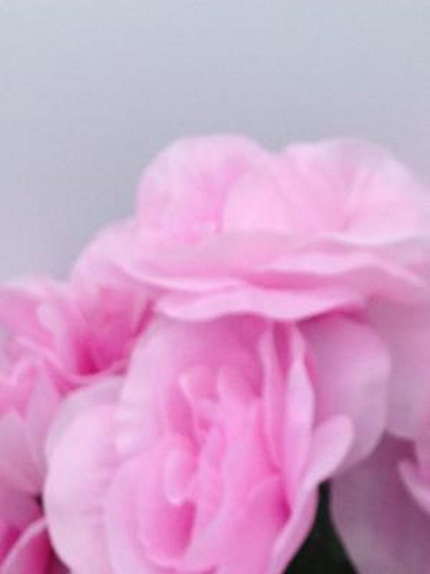 DIY Cemetery BOUQUET of PINK Open Rose (refill) for Grave-site Presentation in Remembrance of Loved Ones Or Home Garden Use