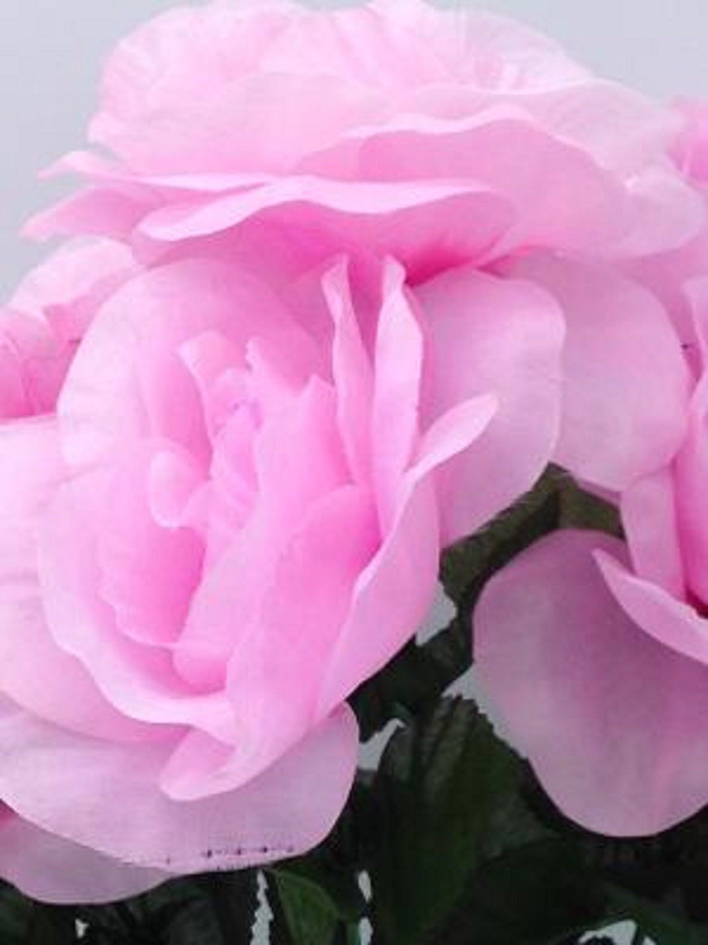 DIY Cemetery BOUQUET of PINK Open Rose (refill) for Grave-site Presentation in Remembrance of Loved Ones Or Home Garden Use